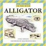 Alligator
