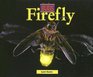 Bugs  Fireflies
