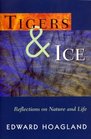 Tigers  Ice Reflections on Nature and Life