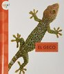 El Geco / Geckos