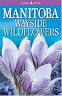 Manitoba Wayside Wildflowers