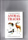 Animal Tracks