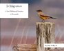 In Migration A Year of Birding and Transition in Photography