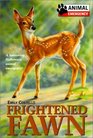 Frightened Fawn