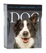 Dog Gallery Calendar 2009