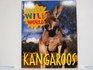 Wild Wild World  Kangaroos