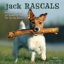 Jack Rascals Bouncing Barking and Burrowing Their Way Into Our Hearts