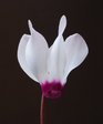 Genus Cyclamen