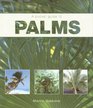 Guide to Palms