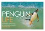 Penguin Life Surviving With Style in the South Atlantic