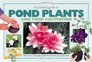 A Practical Guide to Pond Plants and Their Cultivation How to Use a Wide Range of Plants in and Around Your Garden Pond