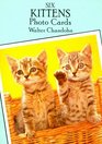 Six Kittens Photo Cards