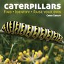 Caterpillars: Find - Identify - Raise Your Own