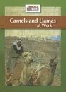 Camels and Llamas at Work