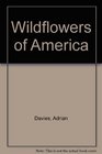 Wildflowers of America American Na