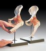 Functional Model of the Hip Joint