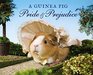 A Guinea Pig Pride  Prejudice