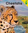 Cheetahs