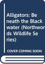 Alligators Beneath the Blackwater
