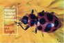 Insects and Spiders (Audubon Society Pocket Guides)
