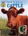 How To Raise Cattle: Everything You Need To Know (Everything You Need to Know)