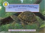 Box Turtle at Silver Pond Lake