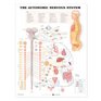 The Autonomic Nervous System Anatomical Chart