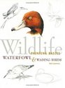 Wildlife Painting Basics Waterfowl  Wading Birds