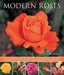 Modern Roses An Illustrated Guide to Varieties Cultivation and Care with StepbyStep Instructions and Over 150 Beautiful Photographs