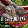 Life in the Sloth Lane Slow Down and Smell the Hibiscus