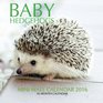 Baby Hedgehogs Mini Wall Calendar 2016 16 Month Calendar