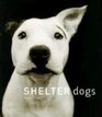 Shelter Dogs