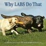 Why Labs Do That A Collection of Curious Labrador Retriever Behavior