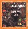 The Wonder of Raccoons