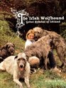 The Irish Wolfhound: Great Symbol of Ireland