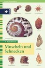 Muscheln und Schnecken