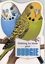Getting to Know Your Budgie