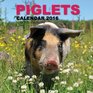 Piglets Calendar 2016 16 Month Calendar