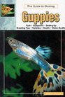 The Guide to Owning Guppies