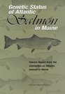 Genetic Status of Atlantic Salmon in Maine Interim Report