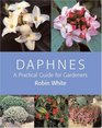 Daphnes  A Practical Guide for Gardeners