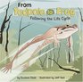 From Tadpole to Frog Following the Life Cycle