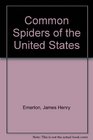 Common Spiders of the United States