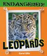 Leopards