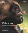Baboons Survivors Of The African Continent