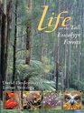 Life in the Tall Eucalypt Forest