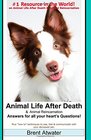 Animal Life After Death  Animal Reincarnation Pet Loss Answers for all your heart's Questions