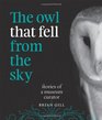 The Owl That Fell from the Sky Stories of a Museum Curator