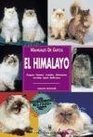El himalayo / Himalayan cat