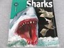Sharks  Paperback